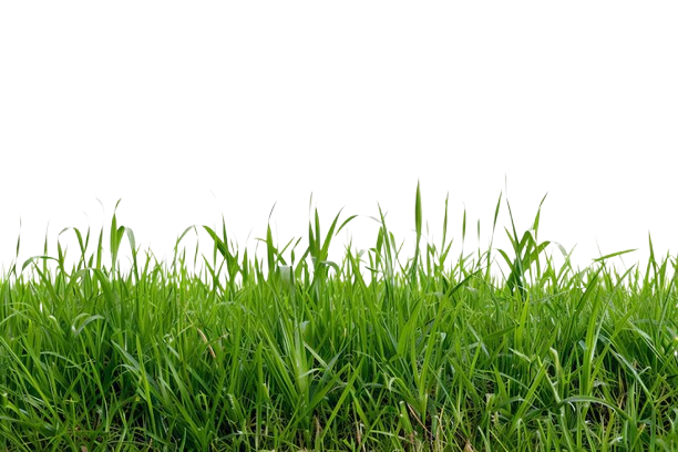 Grass background